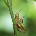 Grasshopper matching on the leaf