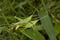 Grasshopper mating on grass leaf Royalty Free Stock Photo
