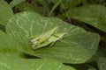 Grasshopper mating on grass leaf Royalty Free Stock Photo