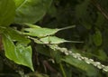 Grasshopper mating on grass leaf Royalty Free Stock Photo