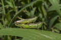 Grasshopper mating on grass leaf Royalty Free Stock Photo