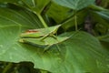 Grasshopper mating on grass leaf Royalty Free Stock Photo
