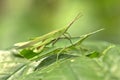 Grasshopper Royalty Free Stock Photo