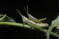 Grasshopper mating, Neyyar wildlife sanctuary, Kerala, India Royalty Free Stock Photo