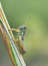 Grasshopper in meadow Royalty Free Stock Photo