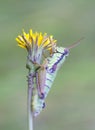 Grasshopper in meadow Royalty Free Stock Photo