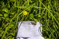 A grasshopper on the meadow grass and yellow flower of creeping buttercup Royalty Free Stock Photo