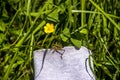 A grasshopper on the meadow grass and yellow flower of creeping buttercup Royalty Free Stock Photo