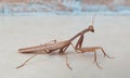 Grasshopper mimicry in the color of wood Royalty Free Stock Photo