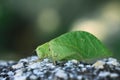 Grasshopper mimics tree leaf