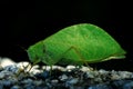 Grasshopper mimics tree leaf Royalty Free Stock Photo