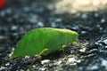 Grasshopper mimics tree leaf