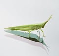 Grasshopper on a mirror Royalty Free Stock Photo