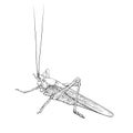 Grasshopper. Monochrome locust, insect. Vector illustration. Royalty Free Stock Photo