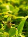 Grasshopper morning