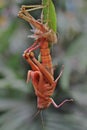 A grasshopper is moulting on branch. Royalty Free Stock Photo