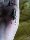 Grasshopper on my hand