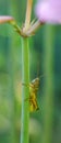 Grasshopper on Naked Lady Wildflower