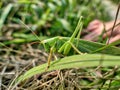 A grasshopper with the name great green bush cricket