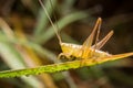 Grasshopper on nature leaves as background Royalty Free Stock Photo