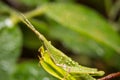 Grasshopper on nature leaves as background Royalty Free Stock Photo