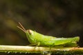 Grasshopper on nature leaves as background Royalty Free Stock Photo