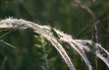 Grasshopper on needlegrass Royalty Free Stock Photo