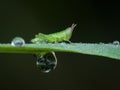 grasshopper nimfa with dew drops on the grass Royalty Free Stock Photo