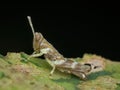 grasshopper nimfa perched on the leaf Royalty Free Stock Photo