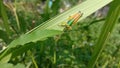 A Grasshopper Nymph on a Green Leaf Royalty Free Stock Photo