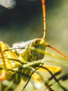 Grasshopper observes little fly
