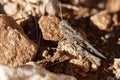 Grasshopper Oedipodinae camouflaged among the ground soil in the Mariola mountain range of Alcoy