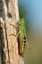 Grasshopper (Omocestus Viridulus) Royalty Free Stock Photo