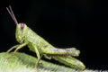 Grasshopper Orthoptera Caelifera