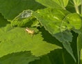 Grasshopper Orthoptera, Caelifera Royalty Free Stock Photo