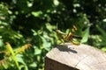 Grasshopper outdoor bushes male tentacles