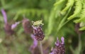 Grasshopper over lavender flower