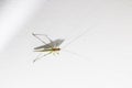 Grasshopper from overhead frame with white background wall Royalty Free Stock Photo