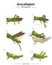 Grasshopper Package