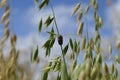 Grasshopper on the panicle Royalty Free Stock Photo