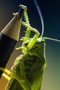 grasshopper on a pencil Royalty Free Stock Photo