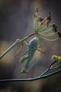 the praying praying grasshopper sits on a plant with flowers Royalty Free Stock Photo