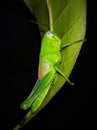 a grasshopper perched behind a leaf