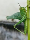 grasshopper perched on a branch of green grass