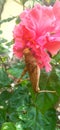 The grasshopper perched on a flower that was blooming