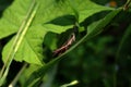 grasshopper perched on a green leaf