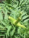 grasshopper perched on a leaf