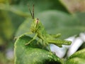 the grasshopper perched on the leaf