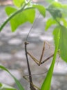 a grasshopper perched on a leaf