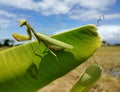 A grasshopper perched on a leaf